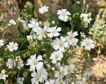 Gypsophila Elegans White Flower Seeds - Baby's Breath - Perfect for Garden & Bouquets - Pollinators favorite - Organic seeds - Germ Tested