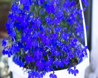 200 Electric Blue MONSOON LOBELIA Erinus Flower Seeds *Flat Ship Rate
