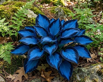 Hosta bare roots (Pack of 100) Perennial Shade Garden Foliage Plant