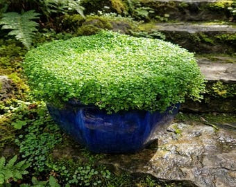 100 semillas de menta corsa (Mentha Requienii), hierba aromática para cubrir el suelo *Envío combinado