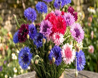100 Mixed BACHELORS BUTTON CORNFLOWER Centaurea Seeds