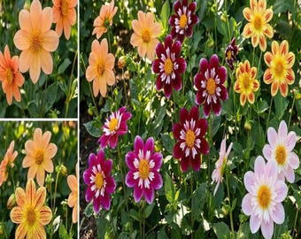 100 MIXED COLLARETTE DAHLIA Variabilis Two Tone Mix of Red Pink Purple White Yellow Maroon Peach Flower Seeds