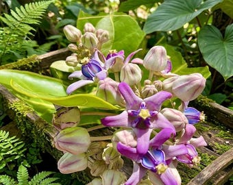 100+ Crown Flower Seed, Giant Milkweed, Calotropis gigantea Seeds for Planting, Select the amount