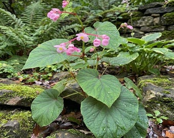 100 SEEDS Begonia grandis evansiana (pink flower)