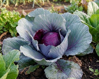 Red Cabbage Seeds - Organic, Heirloom, Open Pollinated, Non GMO - Grow Indoors, Outdoors, In Pots, Grow Beds, Soil, Hydroponics & Aquaponics