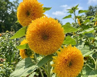 100 Dwarf Gold Sunflowers Seeds - Organic & Non Gmo Flower Seeds - Heirloom Flower Seeds - USA Garden Seeds - Grow Your Own Flowers At Home