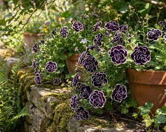 100 Petunia Seeds – Trailing Sun-Loving Annual Flowers