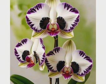 Rare Phalaenopsis Orchid Seeds (White & Purple Blooms) | Exotic Indoor Flower for Home  Terrariums