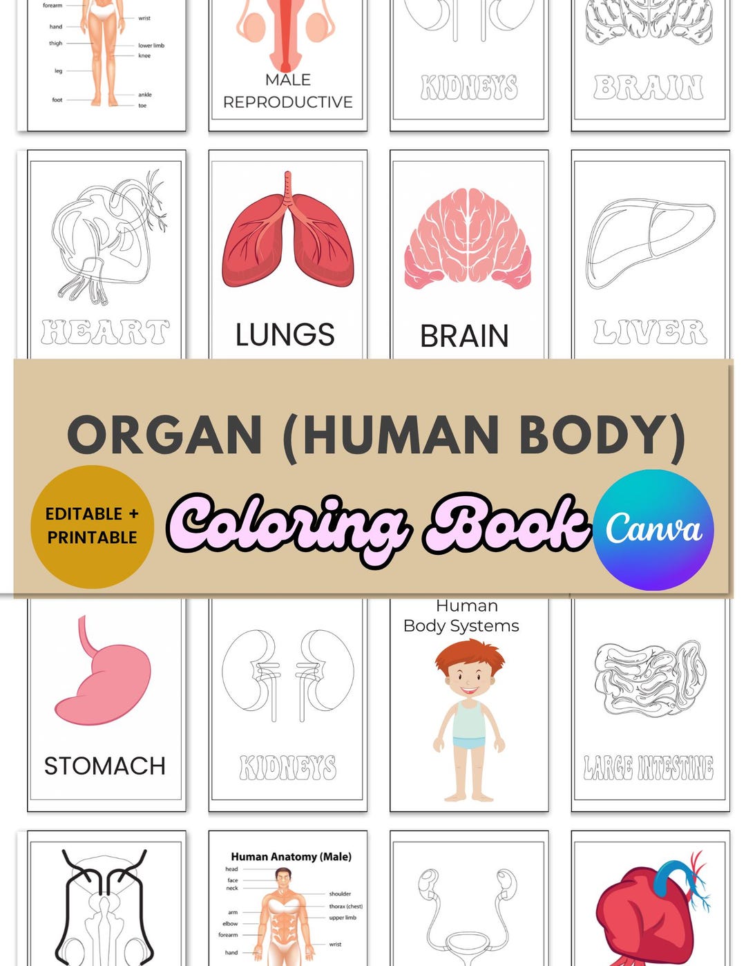Human Body Organs Coloring Pages | Anatomy Worksheets for Kids ...