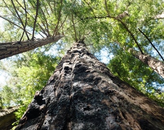 Big Tree photo