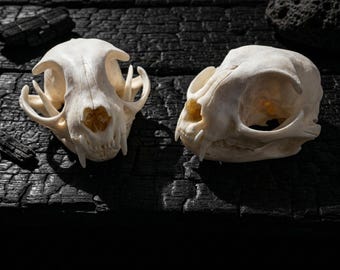 3.9" Real  Animal Skull | Genuine Animal Cranium Mount | Vulture Culture Taxidermy | Dark Academia Oddity