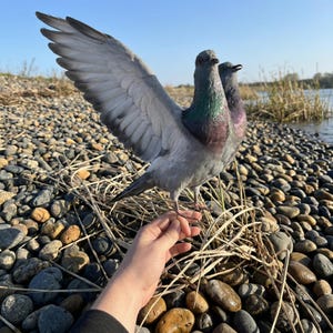 Tweekoppige grijze duiventaxidermie | 11-12" enkele open vleugel rotsduifmontage | Macabre Dark Academia Oddity