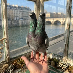 Op de afbeelding: Een unieke duif met twee hoofden, met iriserende groene en paarse veren op de nek en borst. De vogel zit op een hand, met een schilderachtige rivier en brug zichtbaar door een raam op de achtergrond.