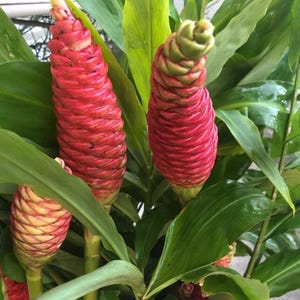 May include: A cluster of vibrant red pinecone ginger flowers with overlapping bracts, featuring a conical shape and a smooth, waxy texture. The flowers are surrounded by long, pointed, glossy green leaves that provide a lush backdrop to the blooms.