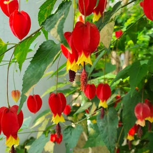 May include: A flowering plant featuring numerous bell-shaped blossoms with vibrant red petals and bright yellow tips. The flowers hang downward from thin stems, revealing prominent, textured, dark red stamens extending from the center among green leaves.