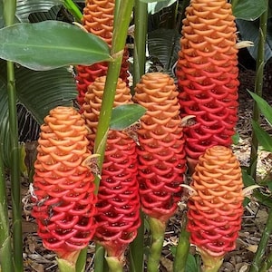 May include: A cluster of beehive ginger plants featuring multiple cone-shaped flower heads. Each bract is layered with a vibrant gradient transitioning from deep red at the base to a bright orange at the rounded, textured top of the inflorescence.