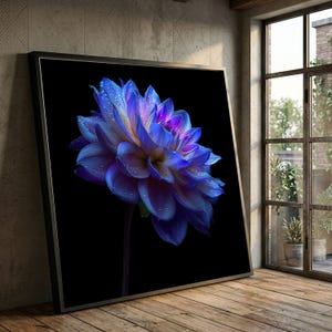 May include: A framed print of a blue dahlia flower with water droplets against a black backdrop. The flower displays a gradient of colours, from deep blue to purple and yellow. The print is displayed on a wooden floor.