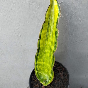 Sansevieria Dragon King - Etsy