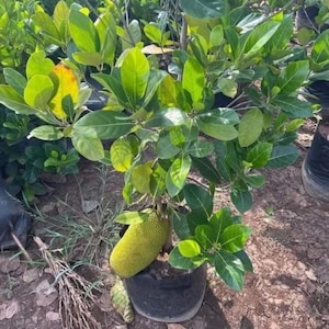 Könnte beinhalten: Junger Jackfruchtbaum in einem schwarzen Topf, mit leuchtend grünen Blättern und einer sich entwickelnden Jackfrucht. Die Frucht hat eine strukturierte, längliche Form und eine hellgrüne Farbe. Die Pflanze befindet sich in einer Gärtnerei.