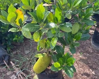 Semillas de yaca enana / Árbol frutal tropical compacto (Artocarpus heterophyllus) / Cultivo en jardín