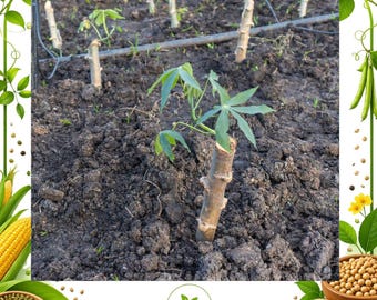 Cassava Plant Cuttings | Manioc Yuca Stem for Tropical Garden Farming