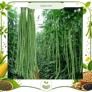 Op de afbeelding: Afbeelding van verse groene kousenband, ook wel yardlong beans genoemd, hangend aan wijnstokken in een veld. De tekst "ceylon line" is zichtbaar bovenaan. De bonen zijn heldergroen en de afbeelding is goed belicht.