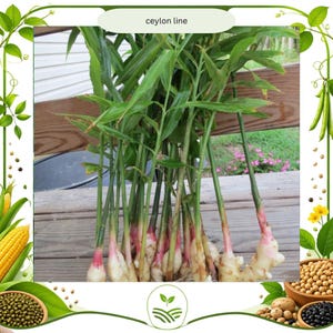 May include: Fresh ginger plants with green stalks and leaves, and white and pink rhizomes. The image includes the text "ceylon line". The ginger is displayed on a wooden surface, with additional crops and plants in the background.