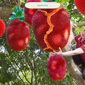 May include: Vibrant red jackfruit, some whole and others cut open, hang from a tree. The fruit's exterior is covered in small bumps. The text "ceylon line" is visible.