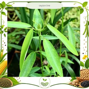 Telegraph Plant - Etsy