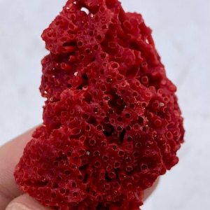 60 Carats Unique Rare Natural Red Pipe Italian Mediterranean CORAL Specimen Mineral Collectors Display Piece, ( 80 x 53 x 33 mm)