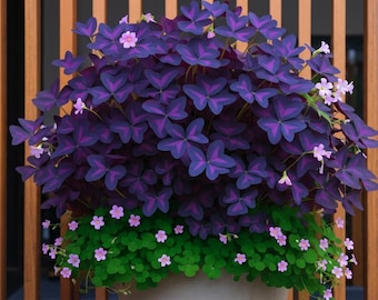 Oxalis Triangularis Bulbs | Purple Shamrock Lucky Plant, Dark Violet Foliage