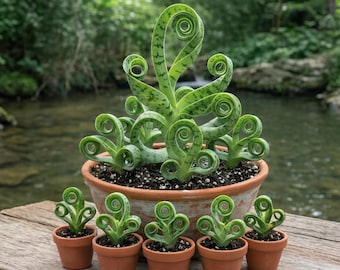 Rare Mixed Mini Succulent Seeds | Exotic Houseplant, Bonsai, Terrarium Plants