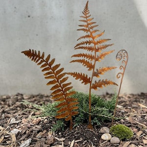May include: Three rusty metal fern sculptures of varying sizes are displayed outdoors. The ferns are placed in a bed of mulch and greenery, with a neutral-coloured wall in the background. The sculptures add a natural, decorative element to the garden.