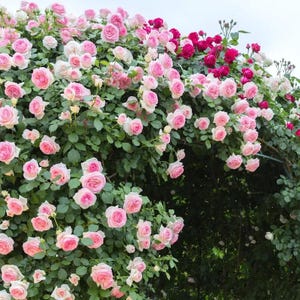 May include: A lush display of climbing roses in full bloom. The image showcases a variety of pink and red roses, with some blooms still in bud. The roses are set against a backdrop of green foliage, creating a vibrant and natural scene.