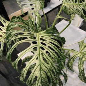 May include: Close-up of a variegated Monstera plant with large, green leaves. The leaves have unique fenestrations and white variegation patterns. The plant's stems are visible, showcasing its climbing nature. The overall aesthetic is lush and tropical.