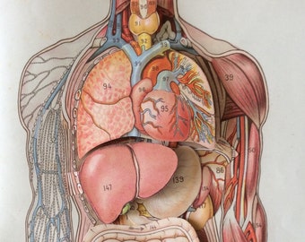 Vintage 1920s French Medical Anatomy Diagram Fold Out Chromolithograph Bookplate Human Body Skeleton Muscles Organs Dissection