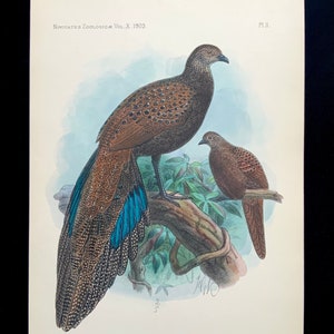 Antique Print 1903 Hand Coloured Lithograph Mountain Peacock Bookplate Bird Ornithology Avian Spritualism Novitates Zoologicae Pheasant