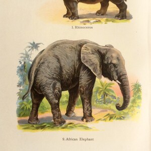 Antique 1909 ELEPHANT RHINOCEROS Bookplate Chromolithograph Print