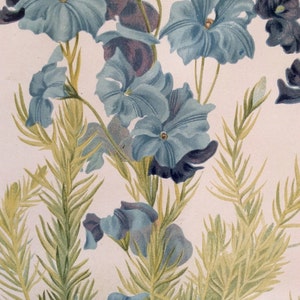 RARO estampado antiguo Botánico 1880s Litografía Flor Floral 1884 Horticultura Jardinería Casa Decoración Floristry Severeyns Goffart