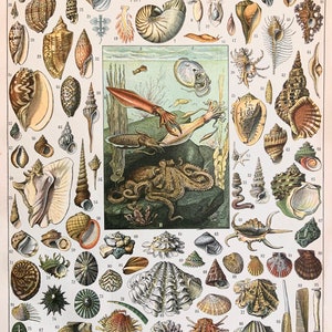 1920s MOLLUSCS Oceanographic Bookplate Vintage Print Sea Life Underwater Shells Octopus Coral French Illustration Mollusques