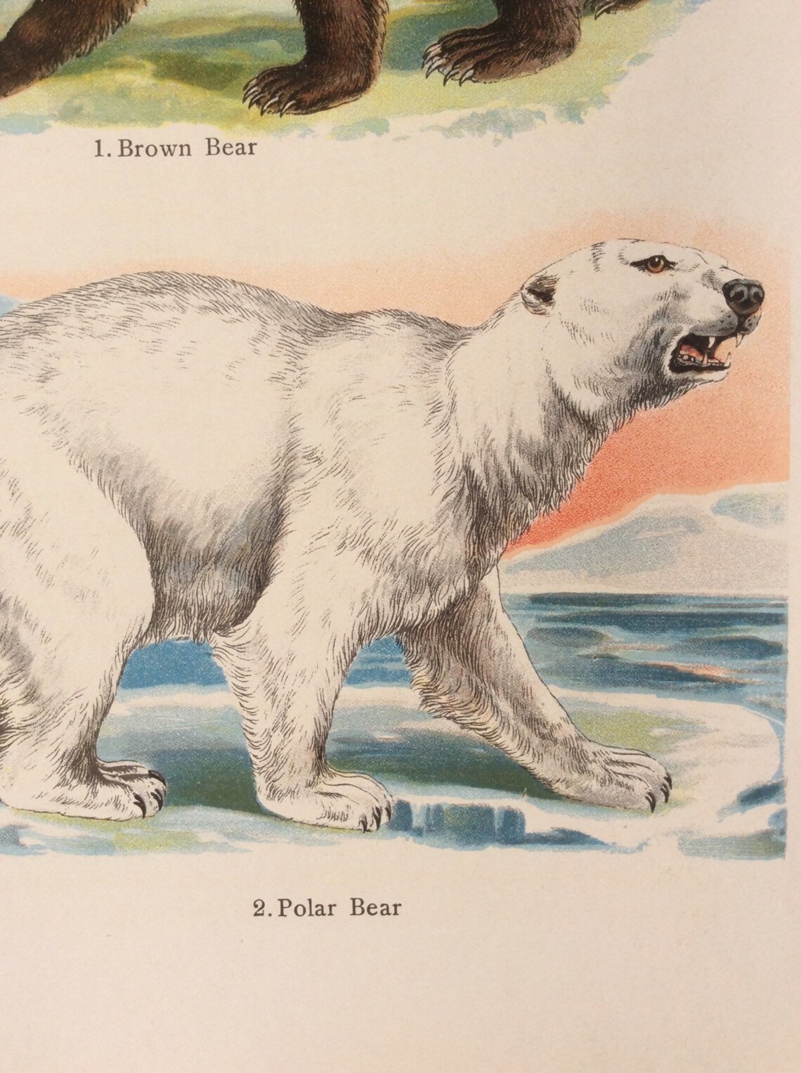 Antique 1909 POLAR BEAR Bookplate Chromolithograph Print Etsy Sweden
