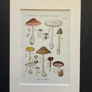 Antique 1919 WILD MUSHROOM Picking Fungi Funghi French Print Iconographie des CHAMPIGNONS Supérieurs G.Juillard-Hartmann