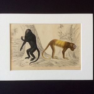 Rare Antique Print Hand Coloured Engraving GIBBON APE MONKEY 1848 Animated Nature Print