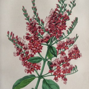 Seltene antike Druck botanischen 1870er Jahre Chromolithograph Blume Blumen 1874 Gartenbau Gartenarbeit Home Decor Floristry Severeyns