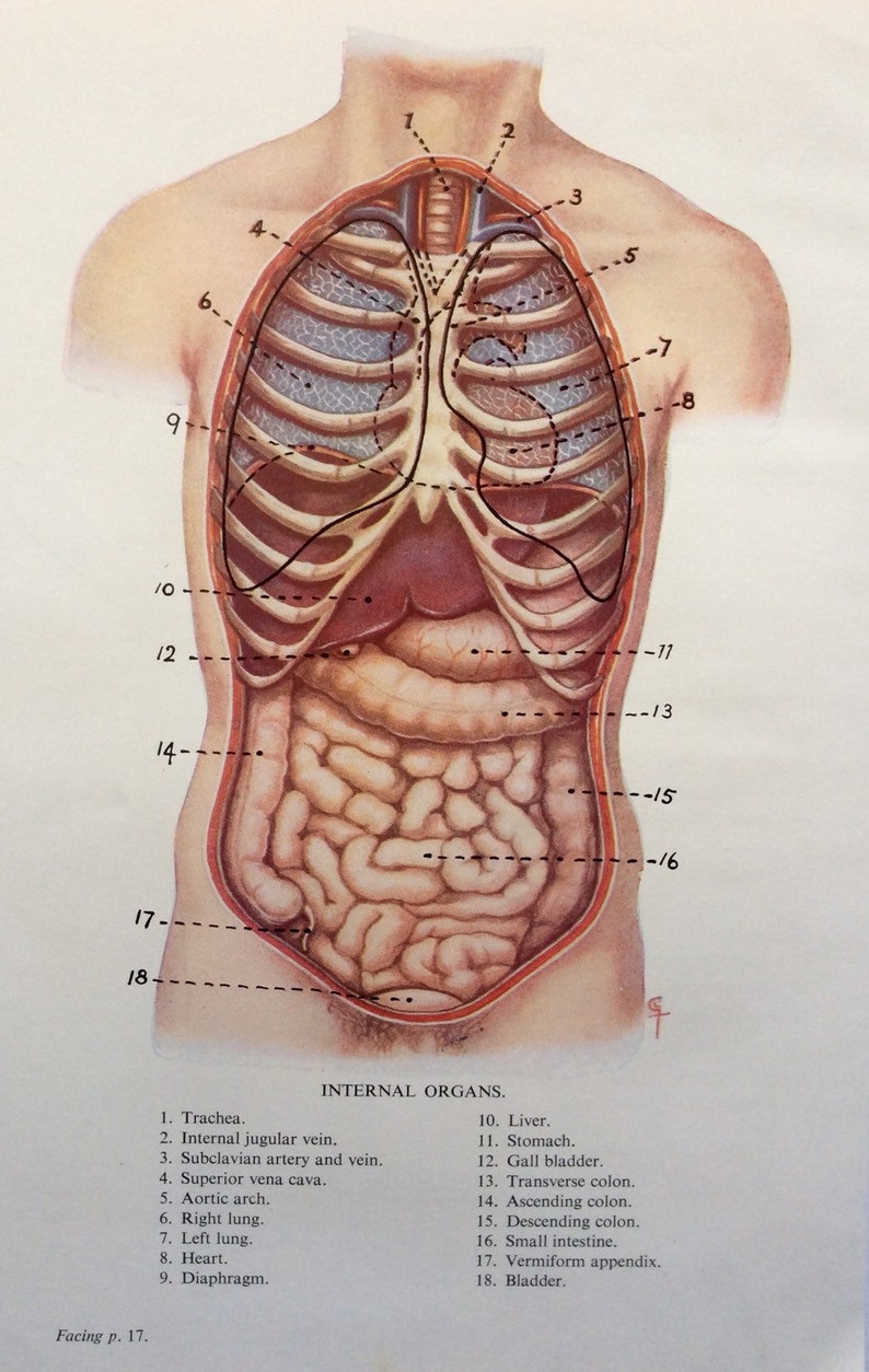 Original Vintage Human Anatomy Dissection 1924 Internal ORGANS | Etsy