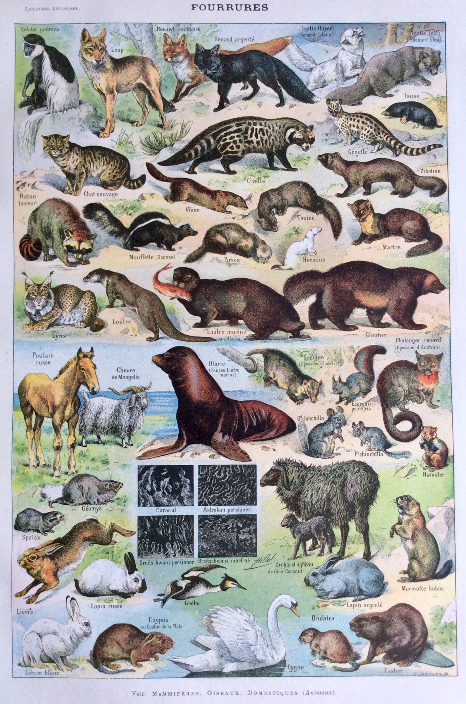 Lot - Classic Natural History Prints Mammals by S. Peter