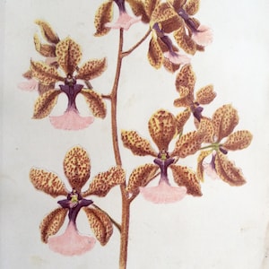 Seltene antike Druck botanischen 1870er Jahre ORCHID Chromolithograph Blume Blumen 1874 Gartenbau Gartenarbeit Home Decor Floristry Severeyns