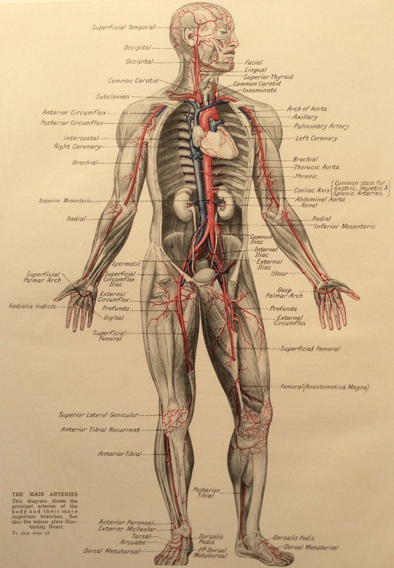 Anatomia Rocznika Człowieka 1950 Wklejka Drukuj Schemat Medyczny Szkielet Tętnic Klatka Serce Ciało