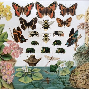 Antike Druck 1890er Jahre deutschen Druck viktorianischen Farbe Chromolithograph BUTTERFLIES BEES Insekten käfer Käfer Entomologie DARWINISM