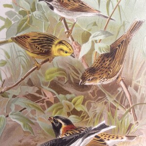 Original Antique Print 1895 Victorian Bookplate Chromolithograph Avian Bird BUNTINGS Feather 1800s Home Decor Vintage Print